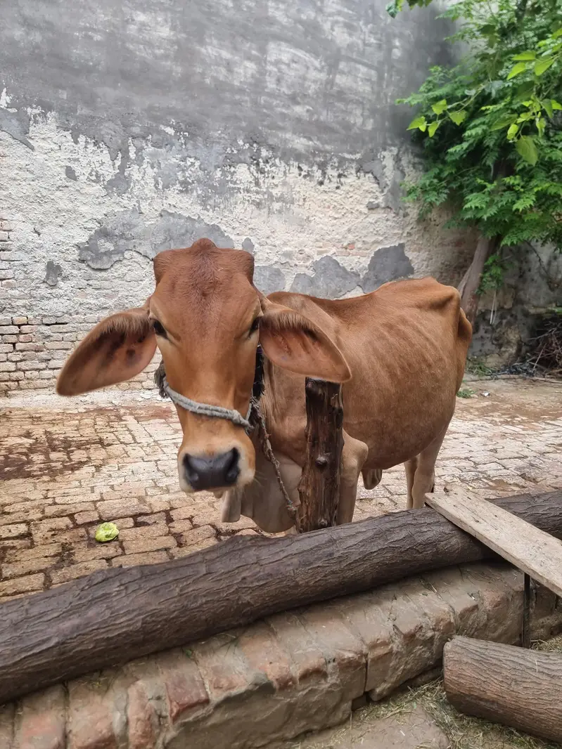 female — photo 4