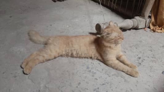 persian brown cat