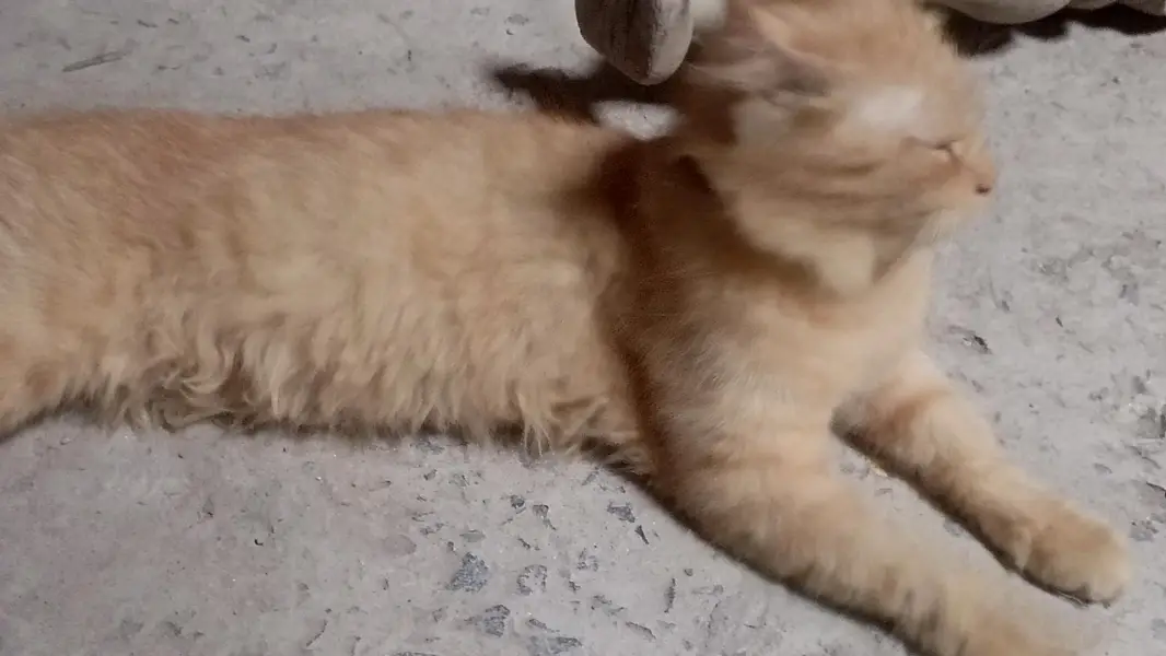 persian brown cat — photo 2