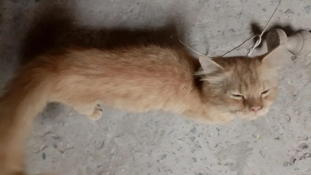 persian brown cat — photo 3