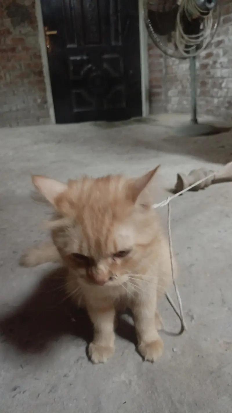 persian brown cat — photo 4