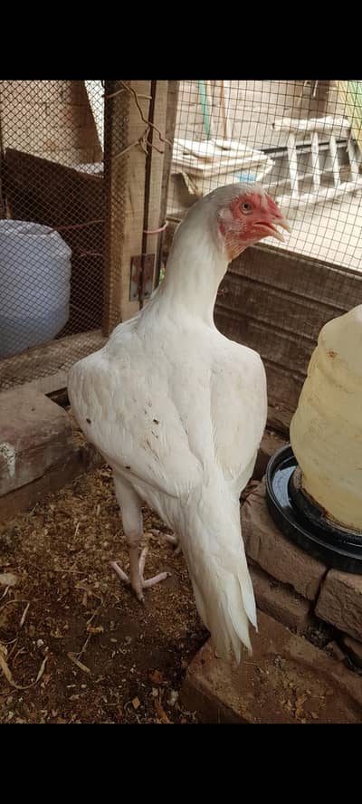 white paper Heera Fertile eggs