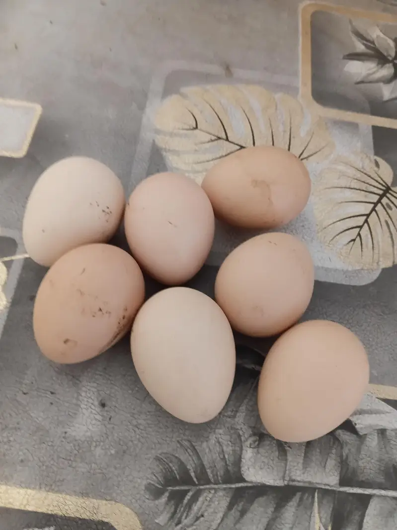 white paper Heera Fertile eggs — photo 2