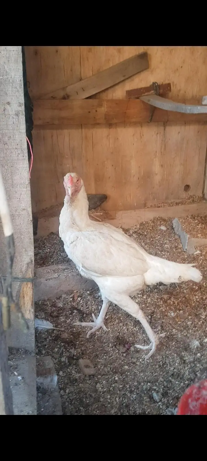 white paper Heera Fertile eggs — photo 3