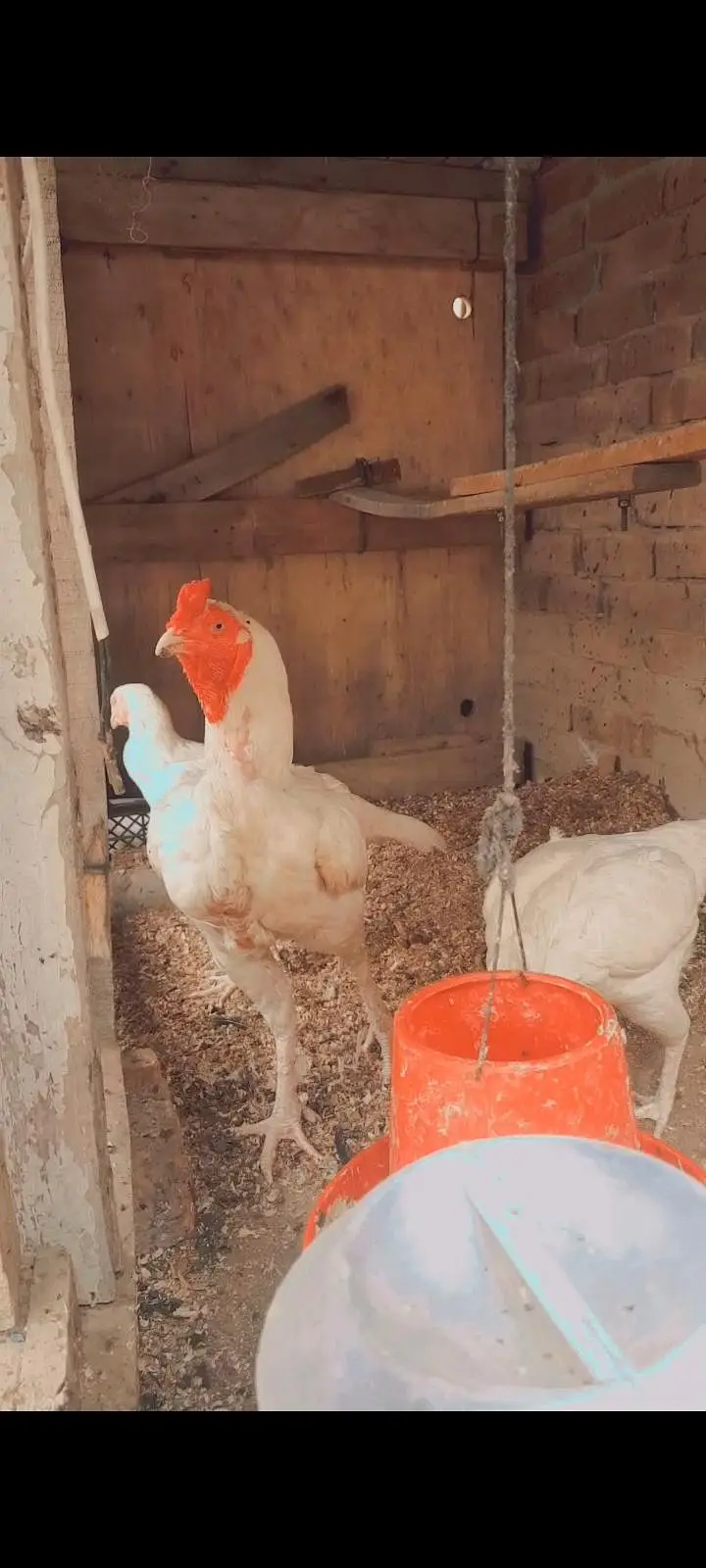 white paper Heera Fertile eggs — photo 4