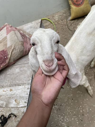 GULABI
