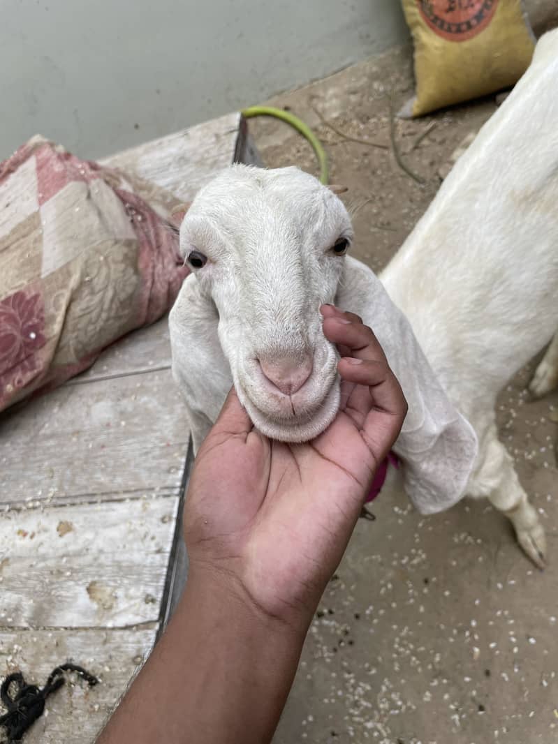 GULABI 0