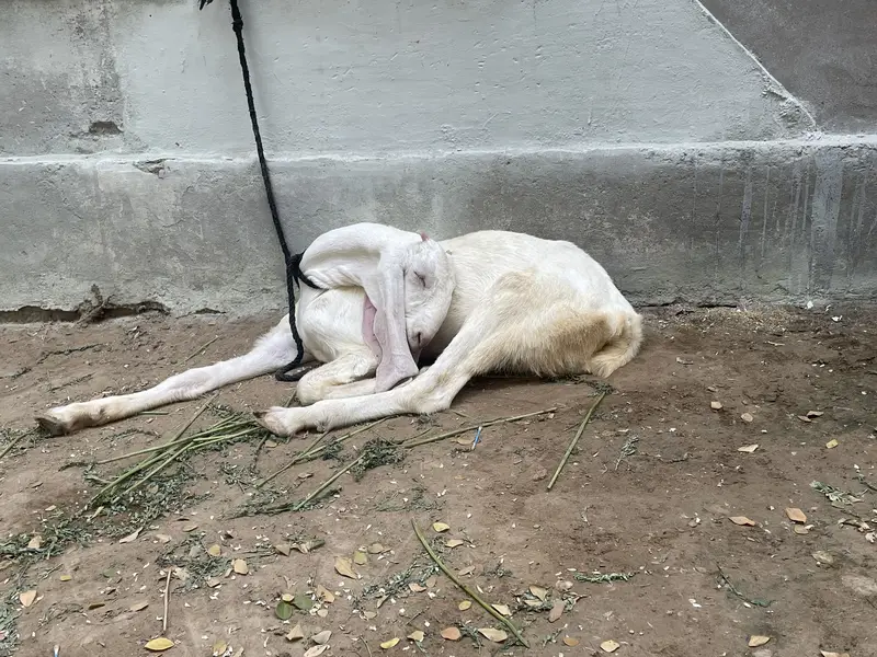 GULABI — photo 2