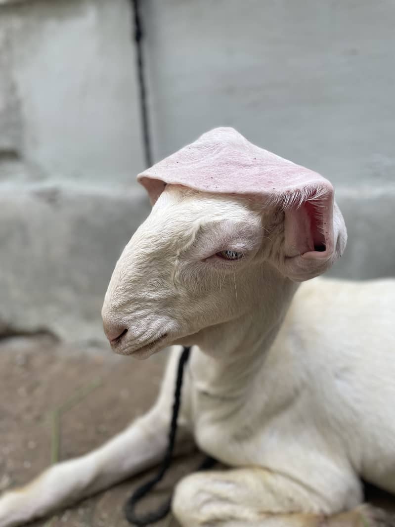GULABI 2
