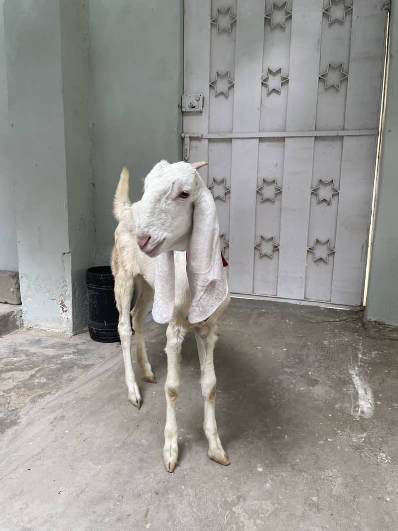 GULABI 3