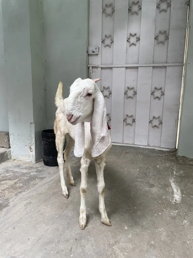 GULABI — photo 4