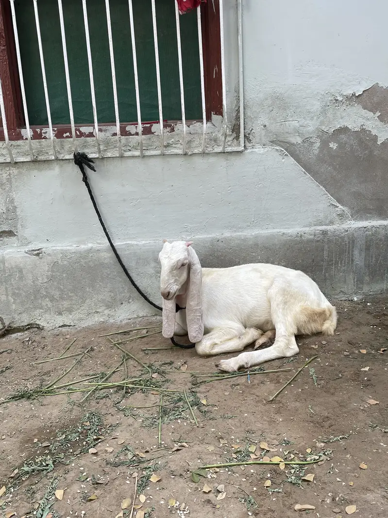 GULABI — photo 5