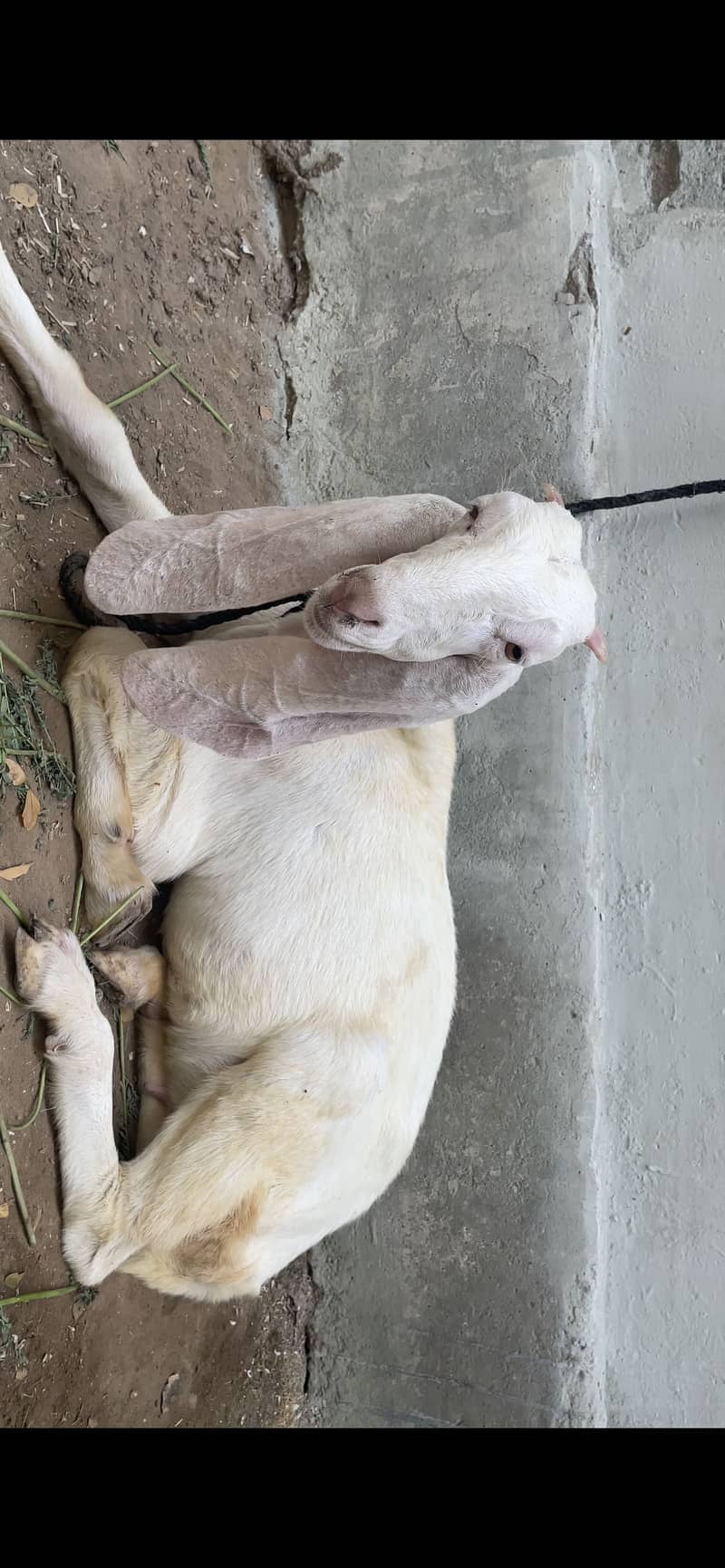 GULABI 5