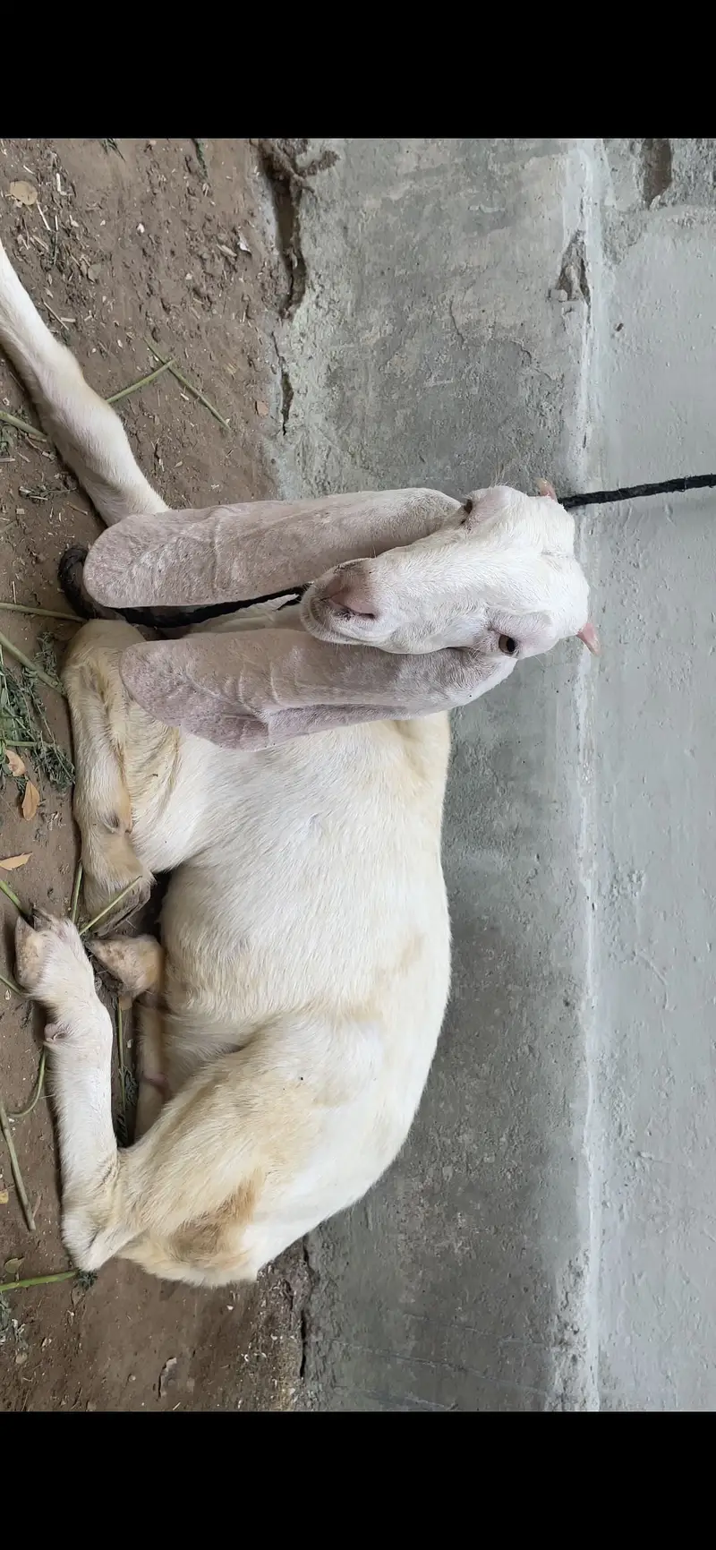 GULABI — photo 6