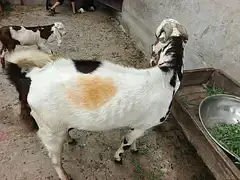 donda Bakra Breeder for sale 03278144246 — photo 2