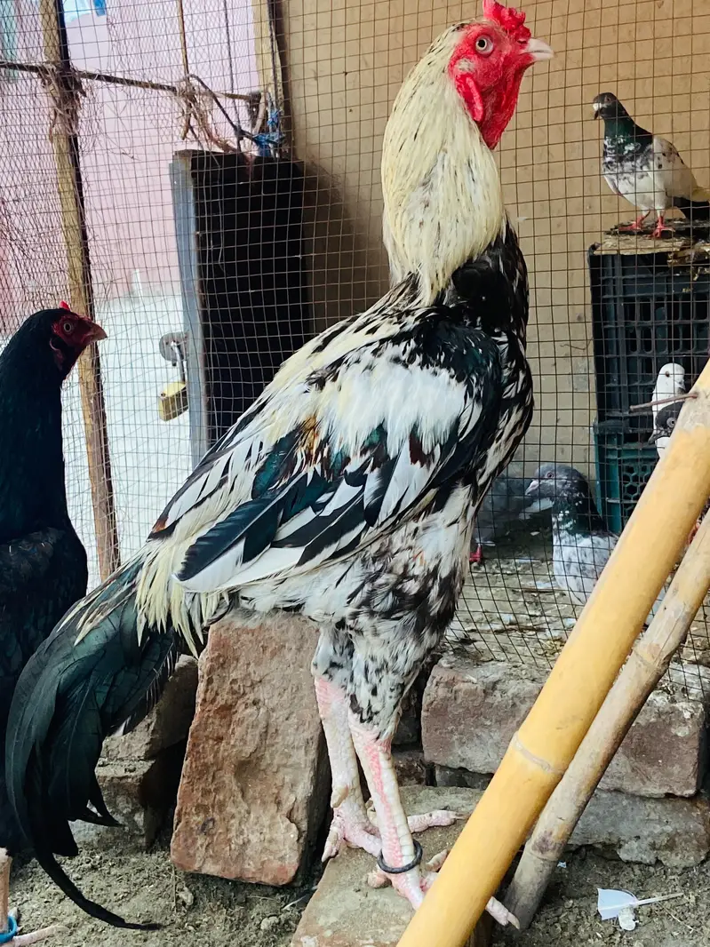 paisyo ki zarorat — photo 2