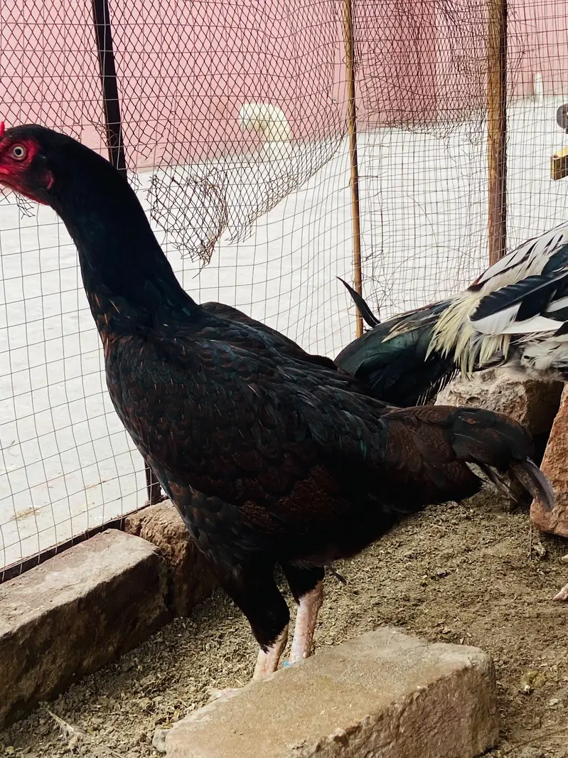 paisyo ki zarorat — photo 3