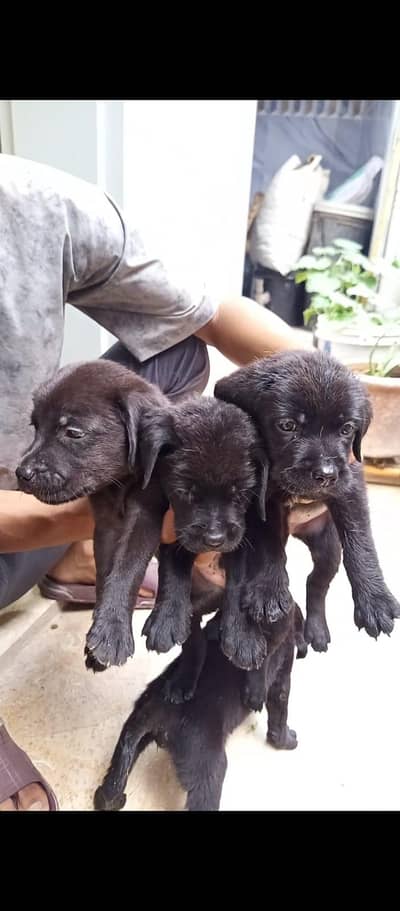 urgent sale