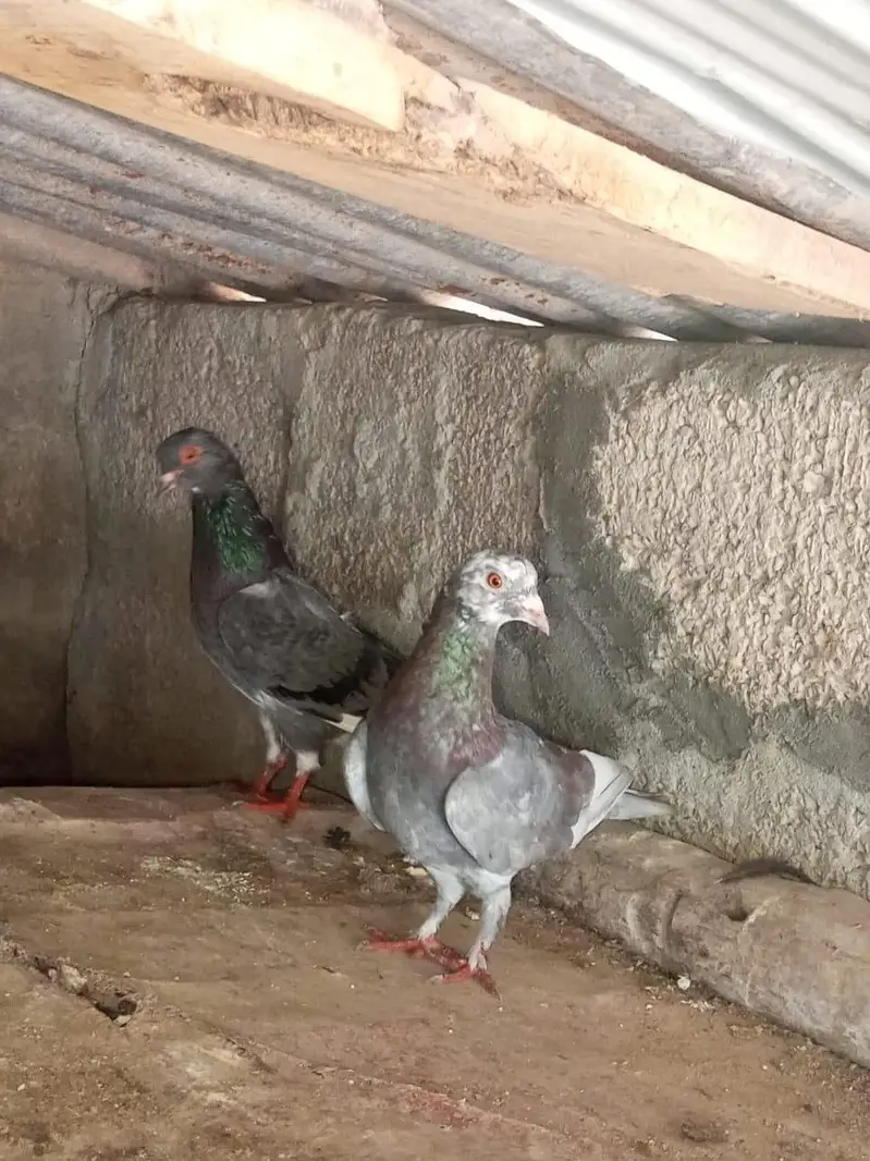 fanci and uniqe pair — photo 2