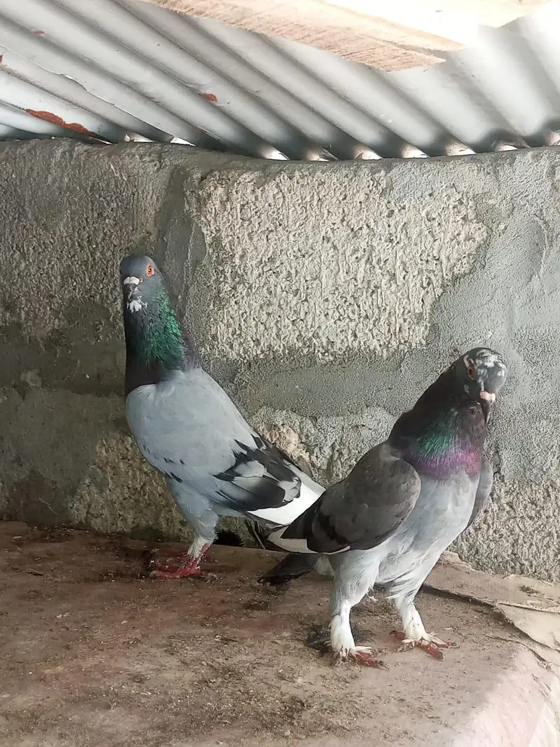fanci and uniqe pair — photo 3