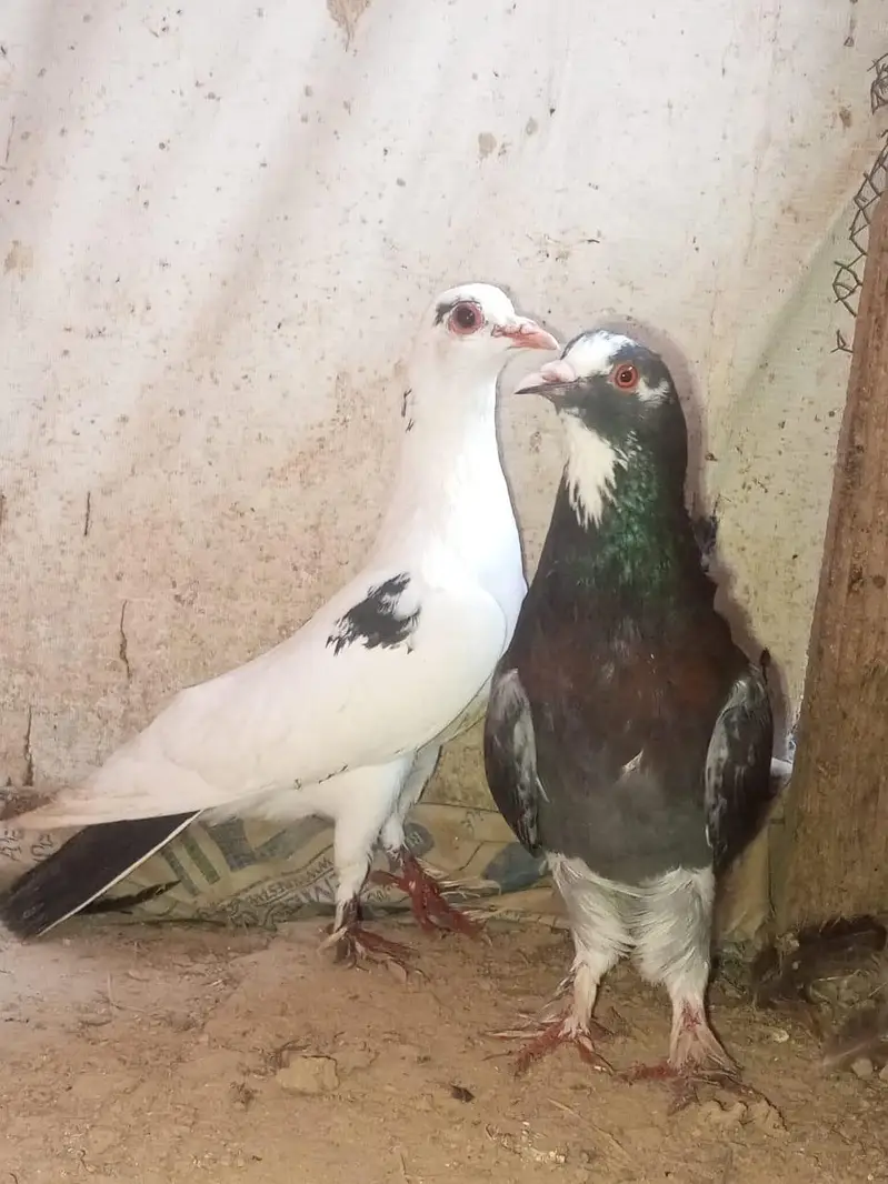 fanci and uniqe pair — photo 4