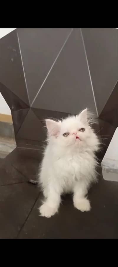 Peki Face Persian female Kitten Available 