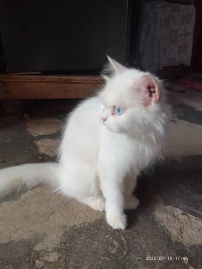 I am selling my cat