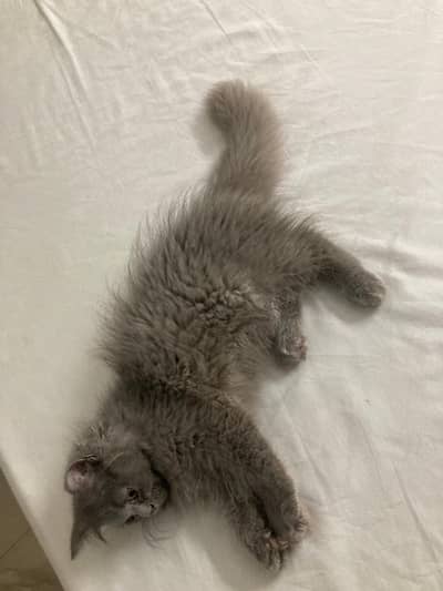 Persian kitten