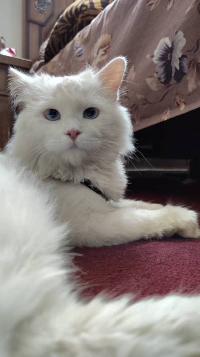kittens | persian kitten |  Home Breed kittens | triple coat kittens