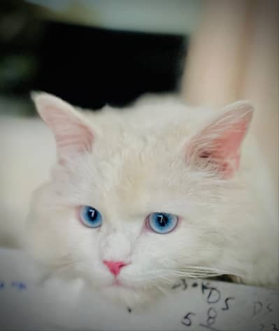kittens | persian kitten |  Home Breed kittens | triple coat kittens