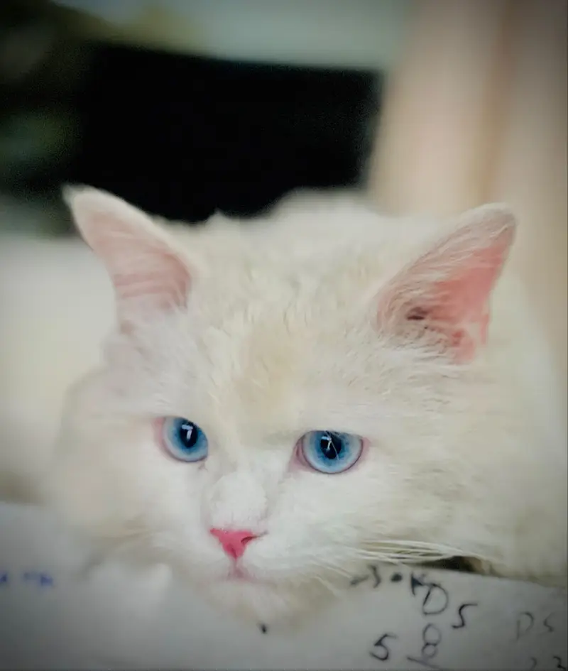 kittens | persian kitten |  Home Breed kittens | triple coat kittens — photo 2