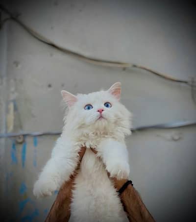 white persian male cat |  Home Breed  | triple coat cat|fluffy