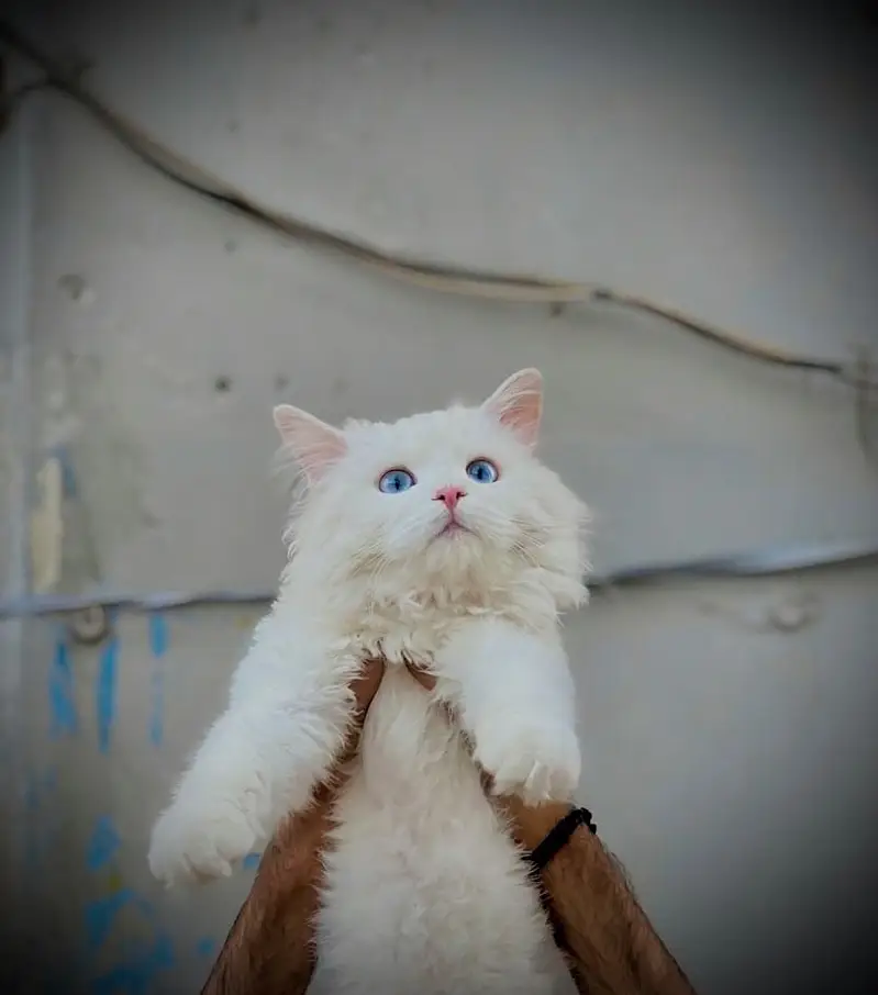 kittens | persian kitten |  Home Breed kittens | triple coat kittens — photo 4