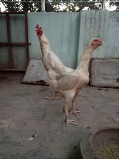 white shamo aseel