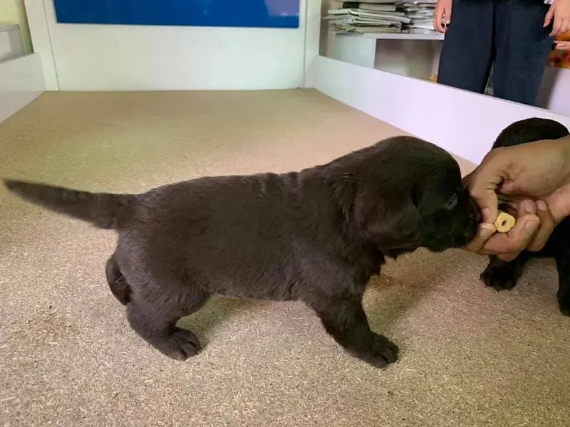 labrador puppy imported bloodline 03014615555 — photo 2