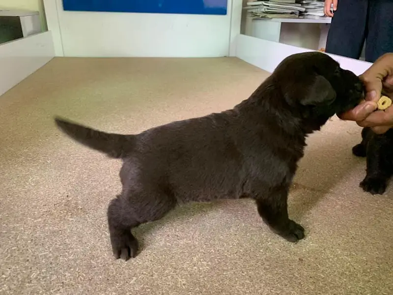 labrador puppy imported bloodline 03014615555 — photo 3