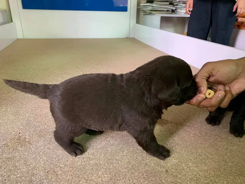 labrador puppy imported bloodline 03014615555 — photo 4
