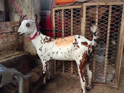 Barbari nasal ka acha male hai or aik tapra male hai
