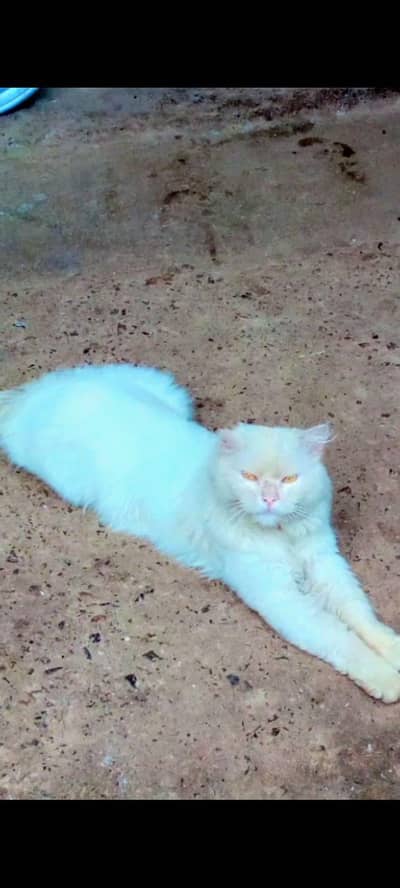 cat male age 2 year