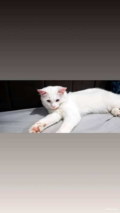 Persian Cat For Sale