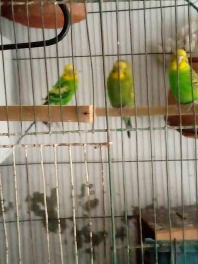 Australian parrot breeder pair for sale ha