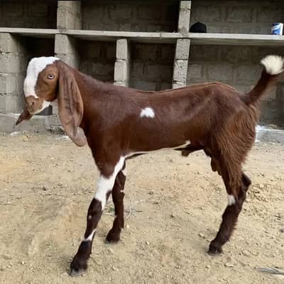 Bakra Panjab nasal ka mundra. dumba ak nambar