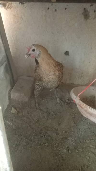 murgi for sale