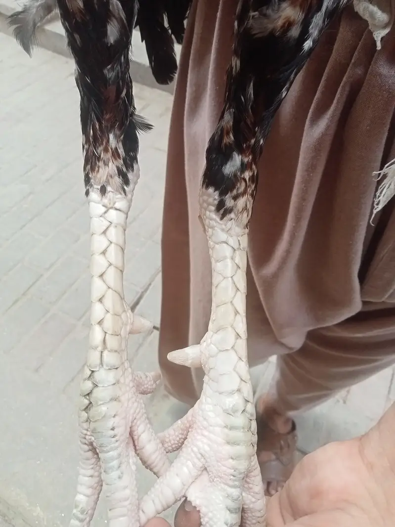 Jawa Aseel Patha 03011086657 — photo 2