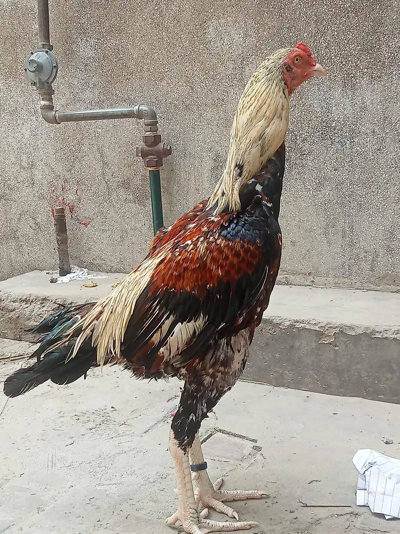 Jawa Aseel Patha 03011086657 — photo 3