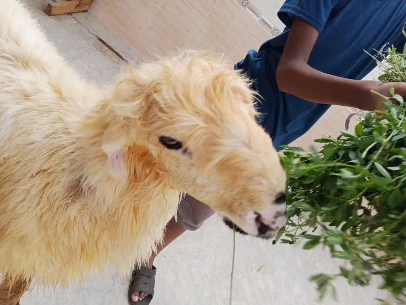 Bakra Panjab nasal ka mundra. dumba ak nambar — photo 4