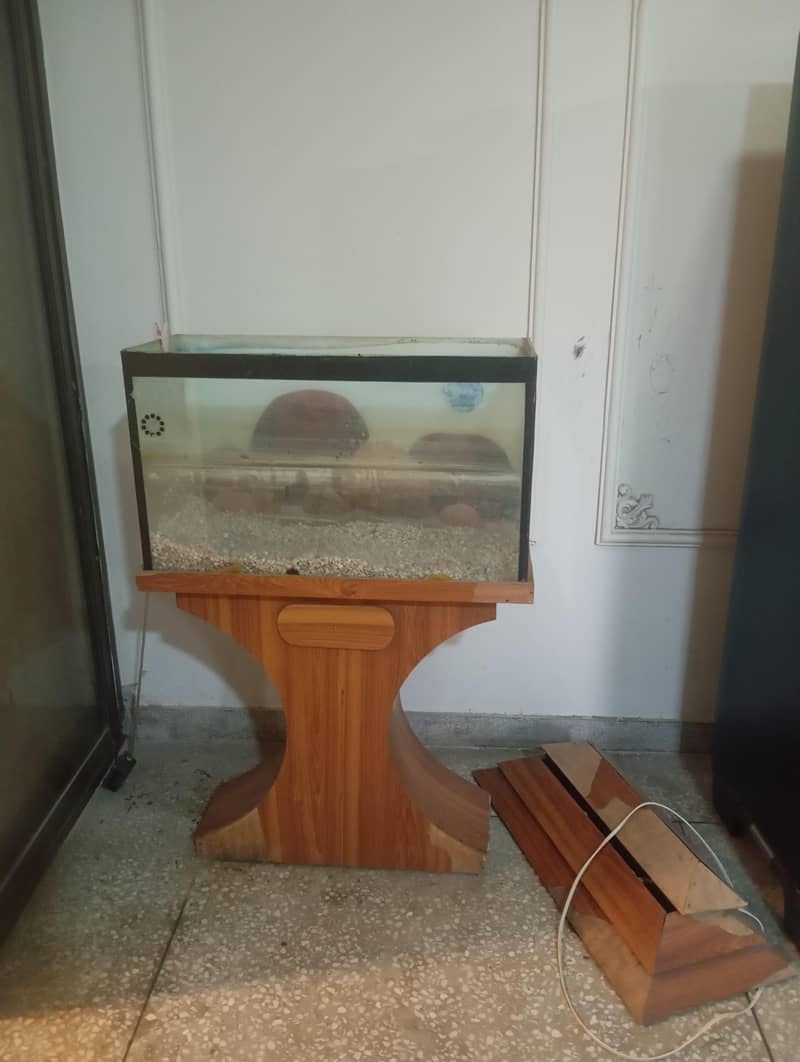 fish equilibrium 0