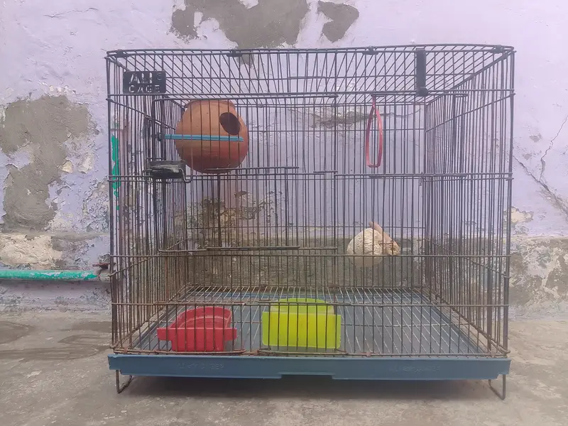 Birds cages — photo 3