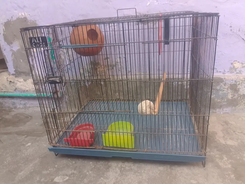 Birds cages — photo 5
