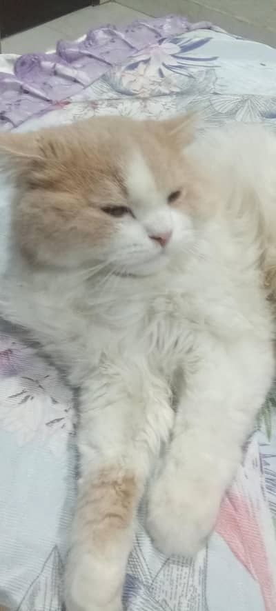 12345cats